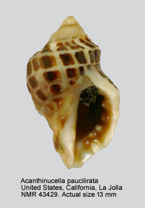 Acanthinucella paucilirata.jpg - Acanthinucella paucilirata(Stearns,1871)